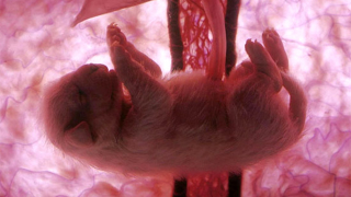 Illustration for article titled Outstanding images of animals inside the womb